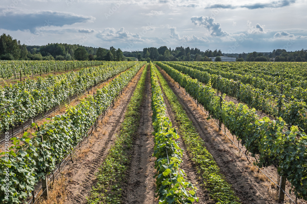 Row of vine grapes in vineyard in Dworzno village in Poland