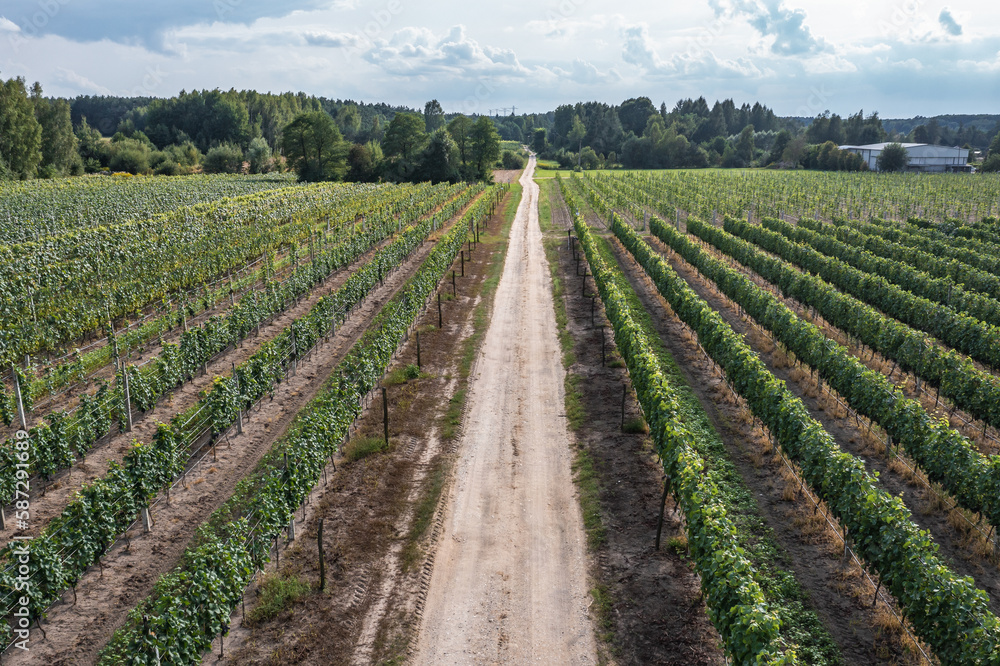 Road among vineyards in Dworzno near Mszczonow city in Poland