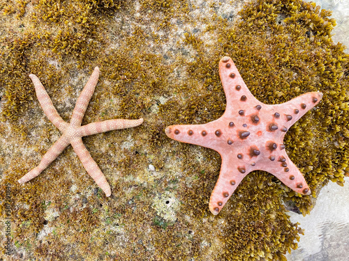 Large pink starfish on the ocean coast © Valeriy Volkonskiy