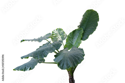 Alocasia Mycorrhiza transparency background