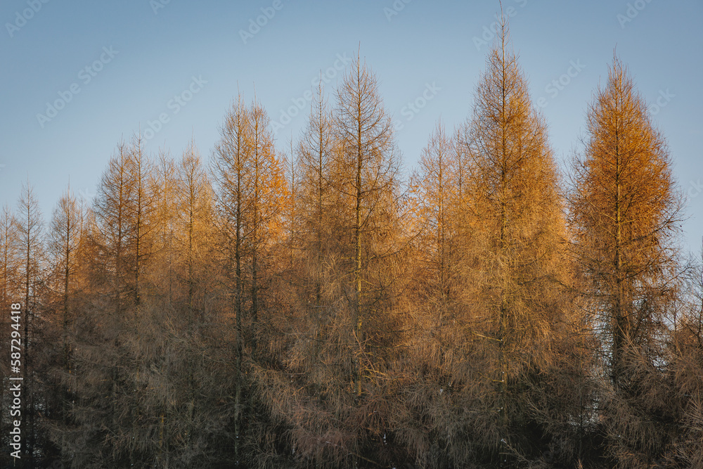 Trees during winter in Rogow village in Lodzkie Voivodeship of Poland Trees during winter in Rogow village in Lodzkie Voivodeship of Poland