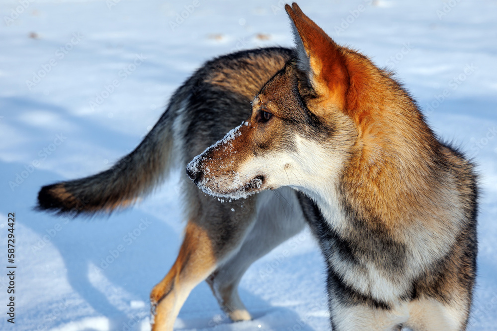 Obraz premium Tamaskan dog on a snow during winter day in Poland
