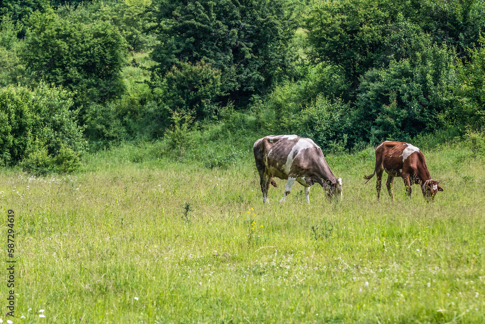 Cows near Dzhurynskyi waterfall near Nyrkiv village in region of Zalischyky, Ukraine Cows near Dzhurynskyi waterfall near Nyrkiv village in region of Zalischyky, Ukraine
