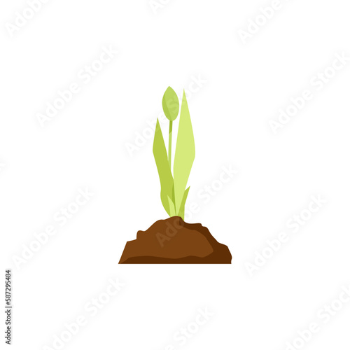 Young small green tulip sprout in a handful of earth