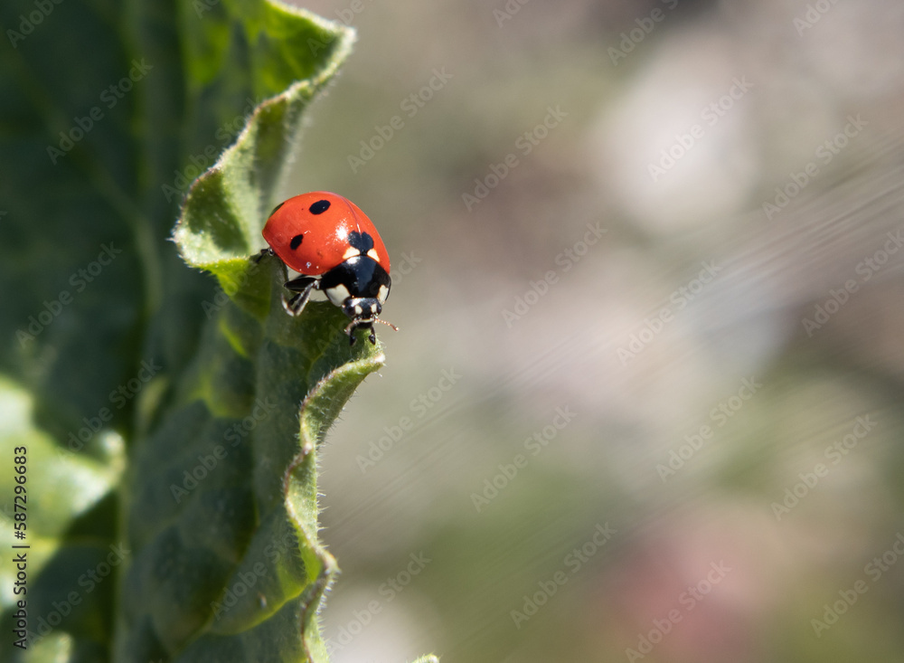 Fototapeta premium ladybird, bug, macro, closeup, animal, spring