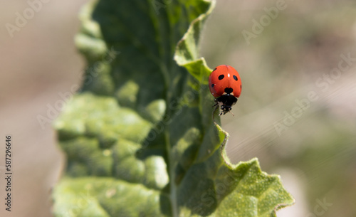ladybird, bug, macro, closeup, animal, spring