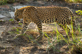 wild female leopard or panther or panthera pardus side profile walking in winter evening forest safari at jhalana leopard reserve jaipur rajasthan india asia
