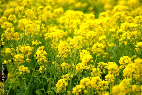春を告げる黄色い菜の花