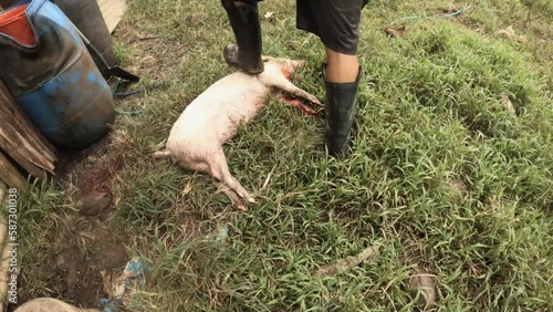 handhold still view of a bloody scene of a butcher stepping on a slaughtered domesticated medium size of boar pig with one leg onto the dirt grassland ground making sure it goes out of breath photo
