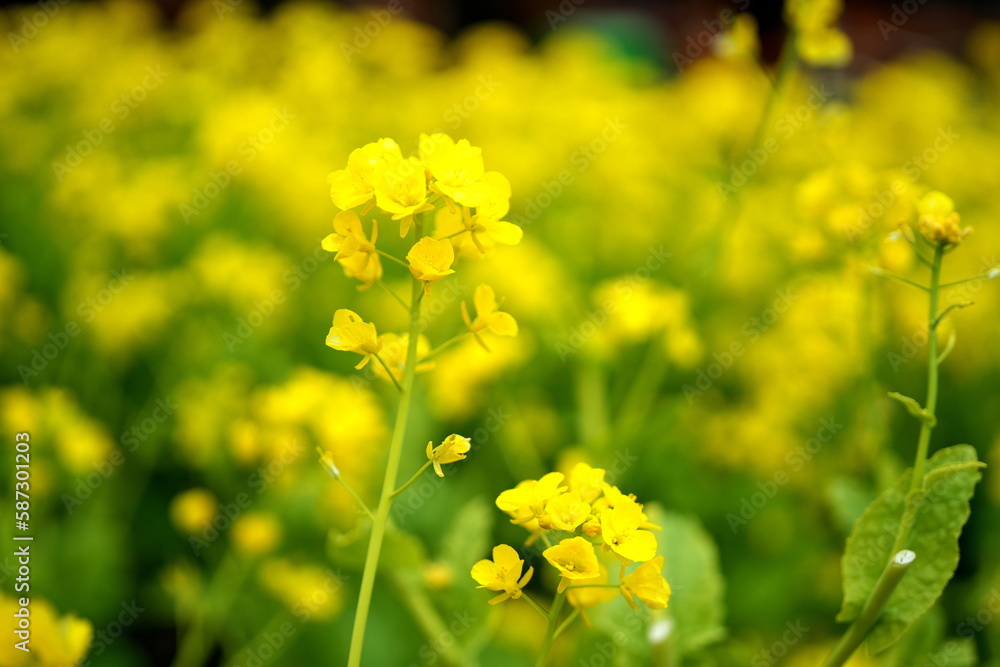 春を告げる黄色い菜の花 春を告げる黄色い菜の花