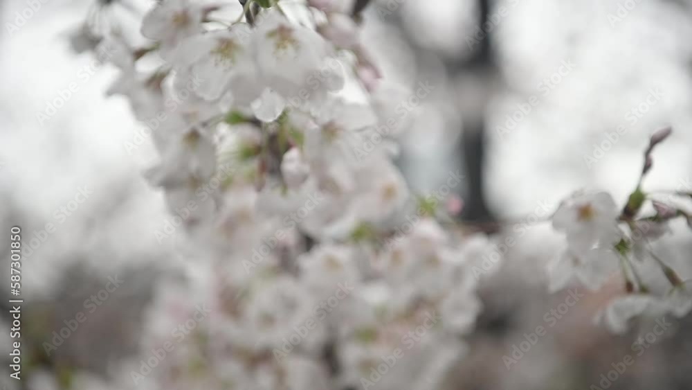 Sakura flowers Cherry blossoms in Japan sway in the breeze with patterns forming from their shape and the way sunlight and shadow is falling on the flowers. Sakura flowers Cherry blossoms in Japan sway in the breeze with patterns forming from their shape and the way sunlight and shadow is falling on the flowers.