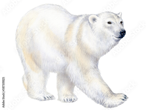 Hand drawn watercolor illustration of white polar bear isolated on white background.