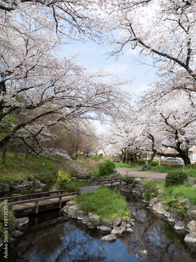 根川緑道の桜 映り込み 根川緑道の桜 映り込み
