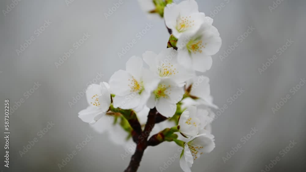 Sakura flowers Cherry blossom in Japan sway in the breeze with patterns forming from their shape and the way sunlight and shadow is falling on the flowers. Sakura flowers Cherry blossom in Japan sway in the breeze with patterns forming from their shape and the way sunlight and shadow is falling on the flowers.