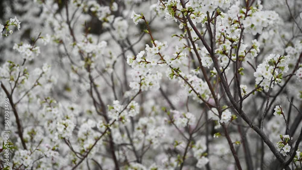 Sakura flowers Cherry blossom in Japan sway in the breeze with patterns forming from their shape and the way sunlight and shadow is falling on the flowers. Sakura flowers Cherry blossom in Japan sway in the breeze with patterns forming from their shape and the way sunlight and shadow is falling on the flowers.