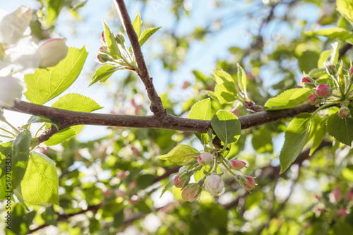 Wallpaper Mural fleur de printemps  Torontodigital.ca