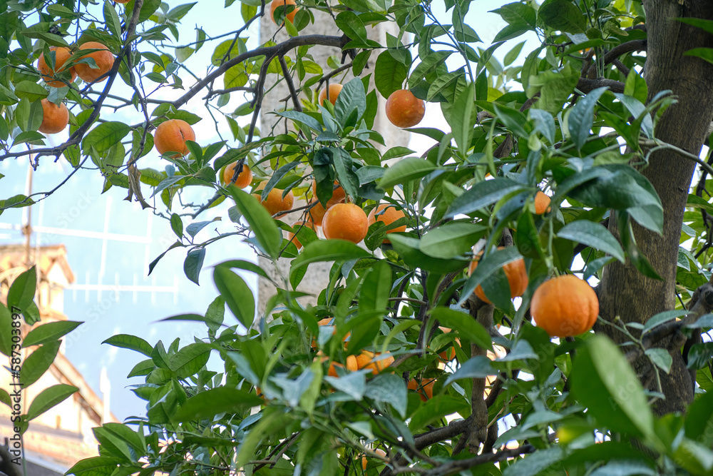 Limone, Lake Garda, Italy, Europe, the view of a limonaia (Lemon and Orange) in Limone del Garda Limone, Lake Garda, Italy, Europe, the view of a limonaia (Lemon and Orange) in Limone del Garda