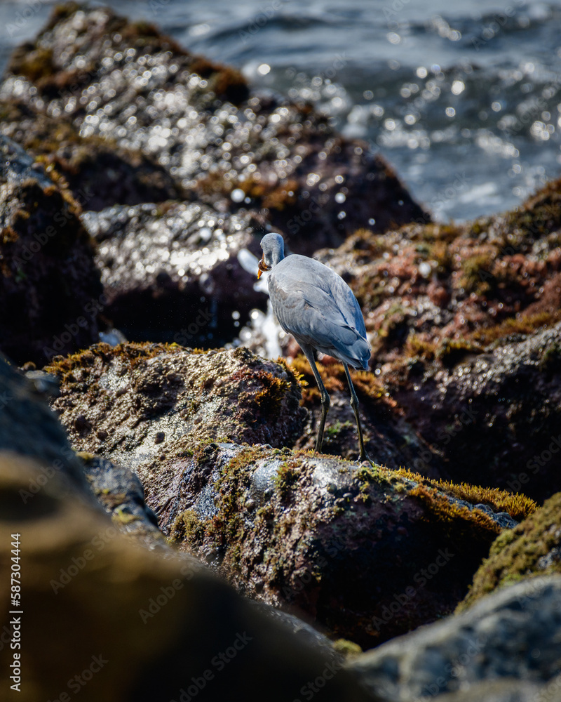 Fototapeta premium Western Reef Heron with a catch, fish wrapped around its sharp pointy beak, photo from behind the bird.