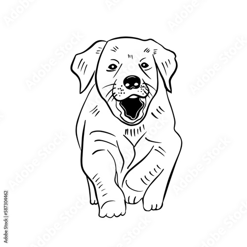 Vector sketch hand drawn labrador puppy