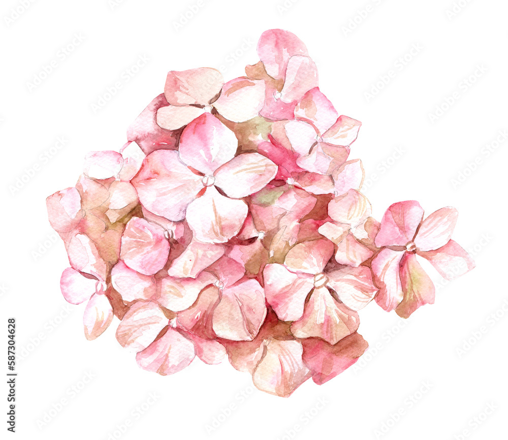 Obraz premium Watercolor hand drawn illustration. pink hydrangea flower. Botanical isolated design