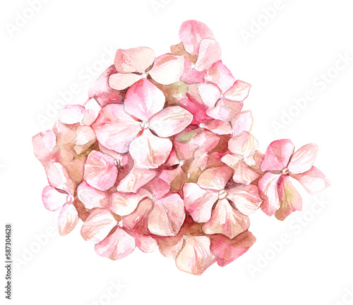 Watercolor hand drawn illustration. pink hydrangea flower. Botanical isolated design