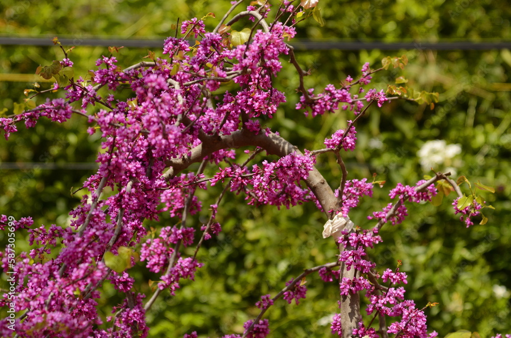Cercis siliquastrum Judas tree branch. pink flowers Cercis siliquastrum Judas tree branch. pink flowers