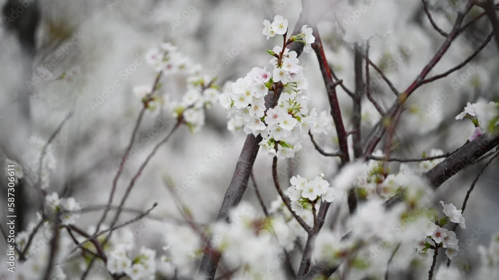 Sakura flowers Cherry blossom in Japan sway in the breeze with patterns forming from their shape and the way sunlight and shadow is falling on the flowers. Sakura flowers Cherry blossom in Japan sway in the breeze with patterns forming from their shape and the way sunlight and shadow is falling on the flowers.