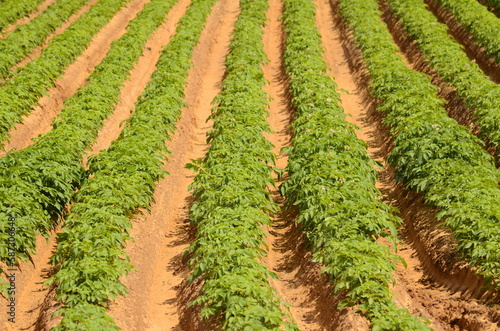 Farm field with sweet potato. Blooming potatoes. Irrigation system  watering in the desert. Farming in Israel.