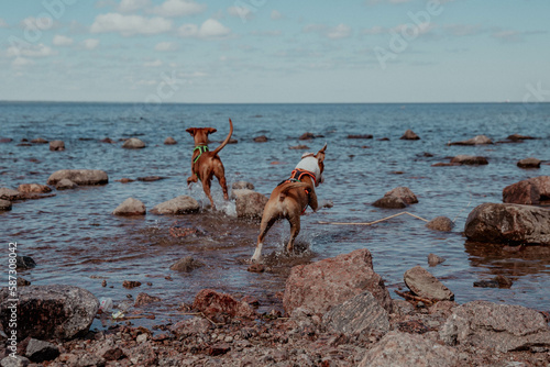 Two red dogs run on water and stones and play together