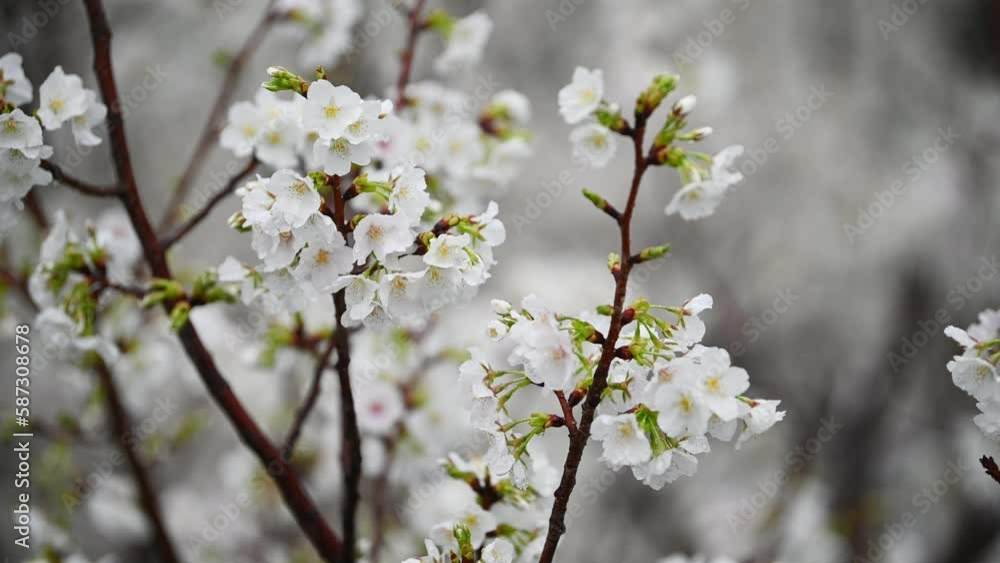 Sakura flowers Cherry blossom in Japan sway in the breeze with patterns forming from their shape and the way sunlight and shadow is falling on the flowers. Sakura flowers Cherry blossom in Japan sway in the breeze with patterns forming from their shape and the way sunlight and shadow is falling on the flowers.