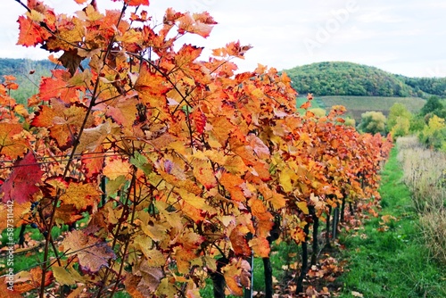 Wallpaper Mural Buntes Weinlaub im Herbst Torontodigital.ca