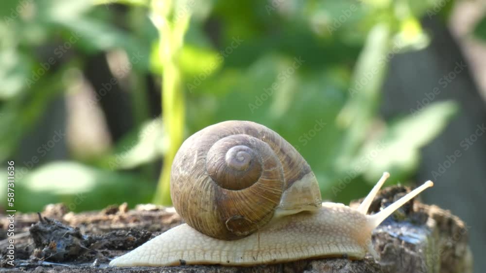 Land snail moves on an old stump close-up. Slimy mollusca animal with spiral shell, garden pest, on background of greenery swaying in wind Land snail moves on an old stump close-up. Slimy mollusca animal with spiral shell, garden pest, on background of greenery swaying in wind