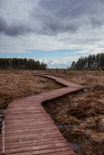 Wooden decking road into the forest through the swamp in autumn or spring