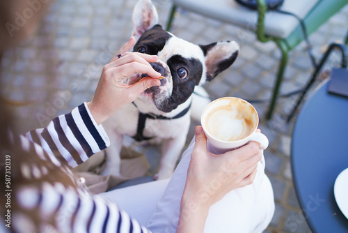 Cute French bulldog is looking curiously on his owner, woman is having coffee