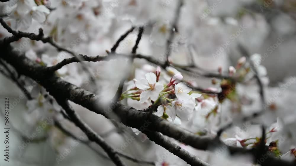 Sakura flowers Cherry blossom in Japan sway in the breeze with patterns forming from their shape and the way sunlight and shadow is falling on the flowers. Sakura flowers Cherry blossom in Japan sway in the breeze with patterns forming from their shape and the way sunlight and shadow is falling on the flowers.