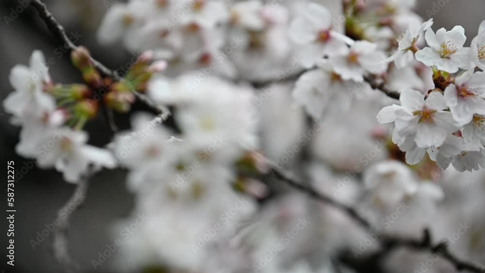 Sakura flowers Cherry blossom in Japan sway in the breeze with patterns forming from their shape and the way sunlight and shadow is falling on the flowers. Sakura flowers Cherry blossom in Japan sway in the breeze with patterns forming from their shape and the way sunlight and shadow is falling on the flowers.