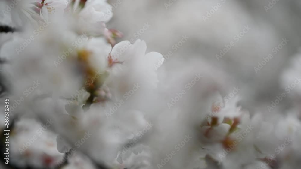 Sakura flowers Cherry blossom in Japan sway in the breeze with patterns forming from their shape and the way sunlight and shadow is falling on the flowers. Sakura flowers Cherry blossom in Japan sway in the breeze with patterns forming from their shape and the way sunlight and shadow is falling on the flowers.