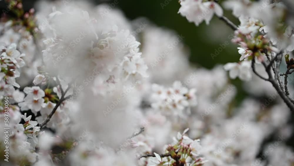 Sakura flowers Cherry blossom in Japan sway in the breeze with patterns forming from their shape and the way sunlight and shadow is falling on the flowers. Sakura flowers Cherry blossom in Japan sway in the breeze with patterns forming from their shape and the way sunlight and shadow is falling on the flowers.