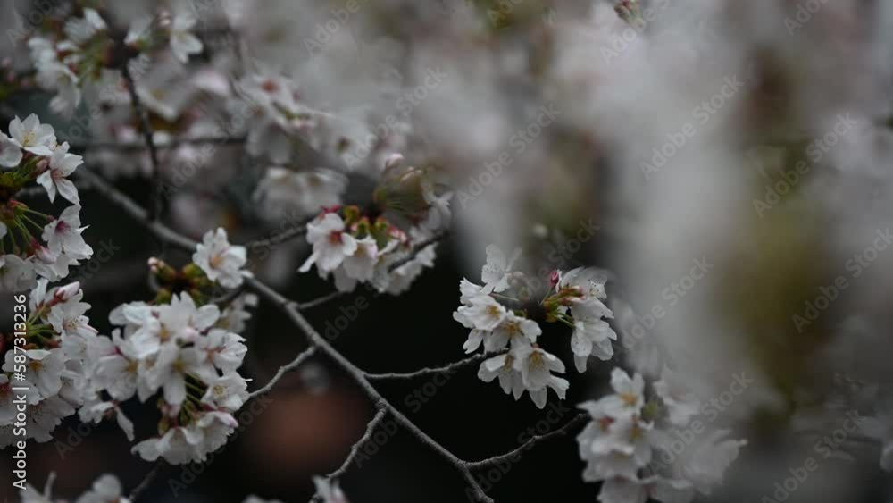 Sakura flowers Cherry blossom in Japan sway in the breeze with patterns forming from their shape and the way sunlight and shadow is falling on the flowers.