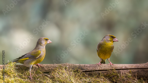 European greenfinch © Hauk Tamás
