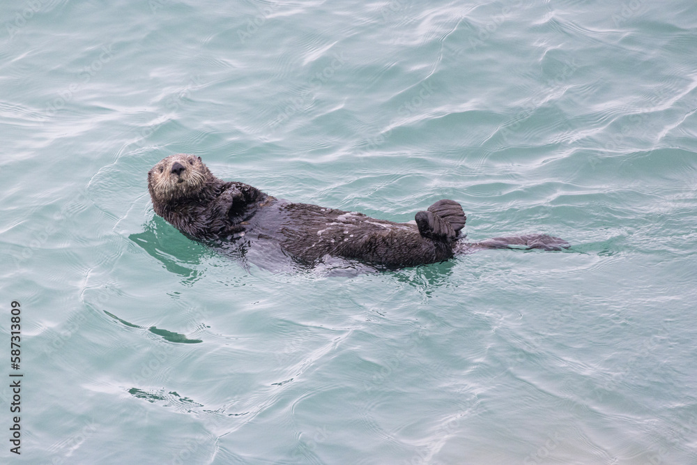 Fototapeta premium seaotter in water