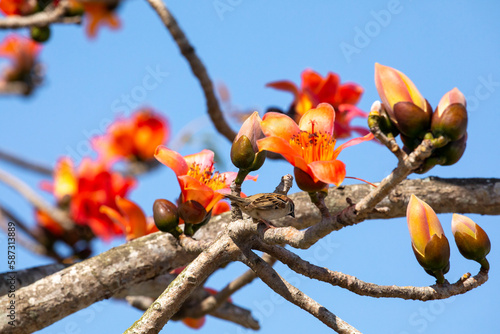 Spring, kapok season, kapok, blooming, birds, Taiwan photo