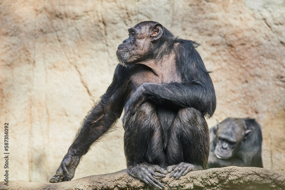 Chimpanzee portrait with fascinating facial expression. Chimpanzee portrait with fascinating facial expression.