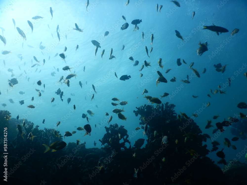 Fototapeta premium セブダイビング