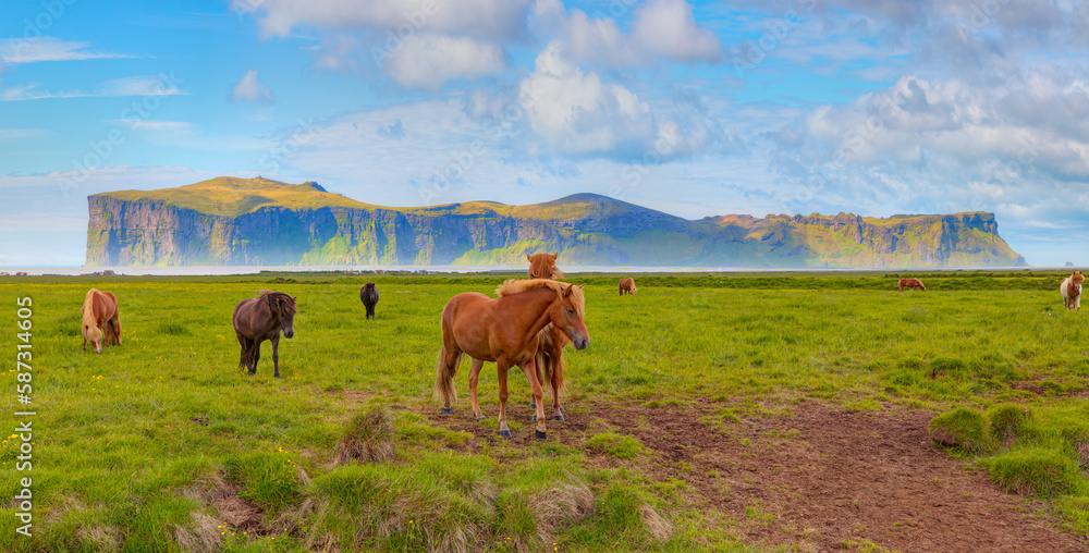 The Icelandic red horse is a breed of horse developed - Iceland The Icelandic red horse is a breed of horse developed - Iceland