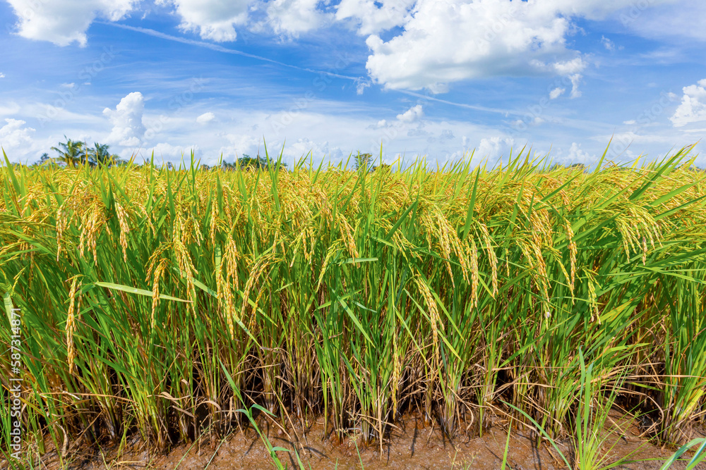 The Rice crop soon to be harvested in the farmland and blue sky background. The Rice crop soon to be harvested in the farmland and blue sky background.