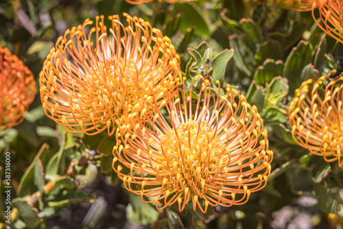 Orange Waratah flowers, (Telopea), Australia photo
