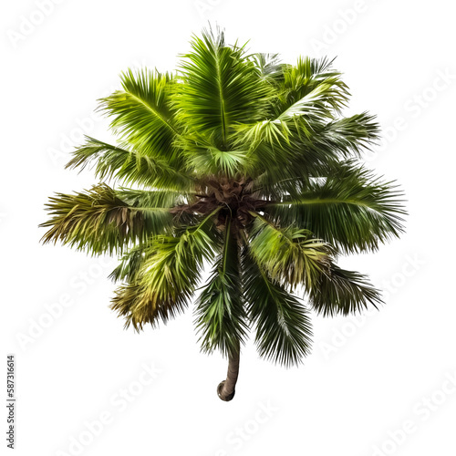 coconut tree PNG. coconut tree view from above isolated on blank background PNG