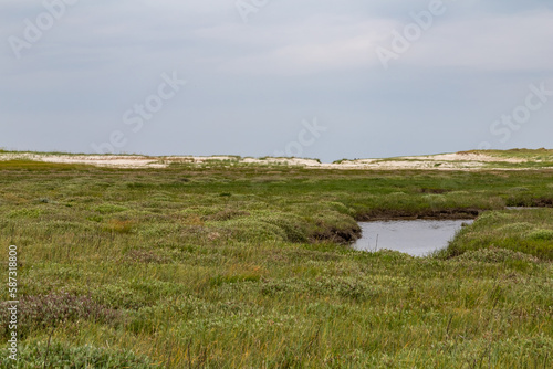 Salt meadow in St. Peter-Ording, North Friesland, Schleswig-Holstein, Germany, Europe
