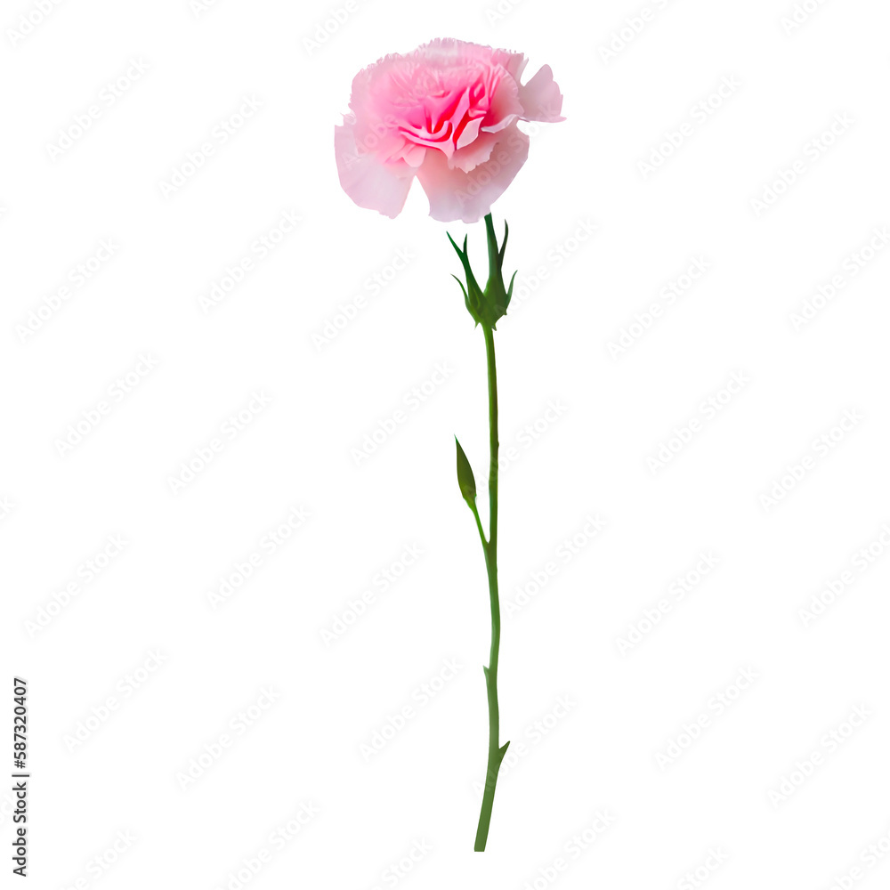 母の日, カーネーション, メッセージカード, ギフト, プレゼント, お中元, お歳暮, 誕生日, 誕生日カード, 花, 切り抜き, 背景透過, コラージュ, カード, メッセージ, インテリア, アンティーク, レトロ, ヴィンテージ, お母さん, 親孝行, ハッピーバースデー, お祝い, お礼, 贈り物, 感謝, 感謝の気持ち, 祝福, ブライダル, 結婚, 祝い, ウエディング, バレンタ 母の日, カーネーション, メッセージカード, ギフト, プレゼント, お中元, お歳暮, 誕生日, 誕生日カード, 花, 切り抜き, 背景透過, コラージュ, カード, メッセージ, インテリア, アンティーク, レトロ, ヴィンテージ, お母さん, 親孝行, ハッピーバースデー, お祝い, お礼, 贈り物, 感謝, 感謝の気持ち, 祝福, ブライダル, 結婚, 祝い, ウエディング, バレンタ